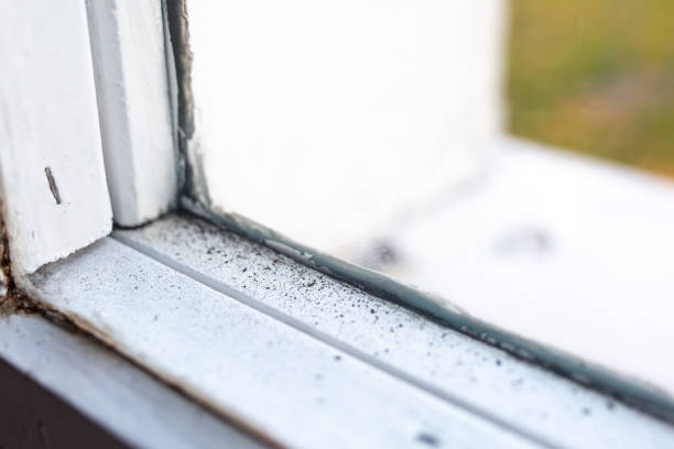 Best Asbestos and Lead Testing During Mold Inspection  in Munday, TX